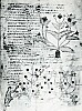 801-900 Plantes medicinales representees dans un manuscrit grec du IXe .jpg
